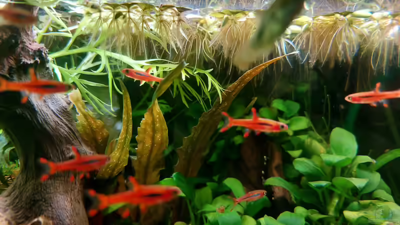 Moskitobärblinge  von DaniJeep (9)