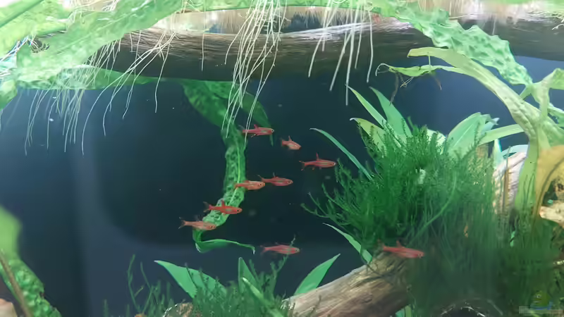 Moskitobärbling im Aquarium halten (Einrichtungsbeispiele für Boraras brigittae)