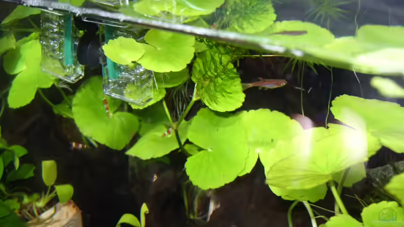 Moskitobärblinge von Nanonana (29)