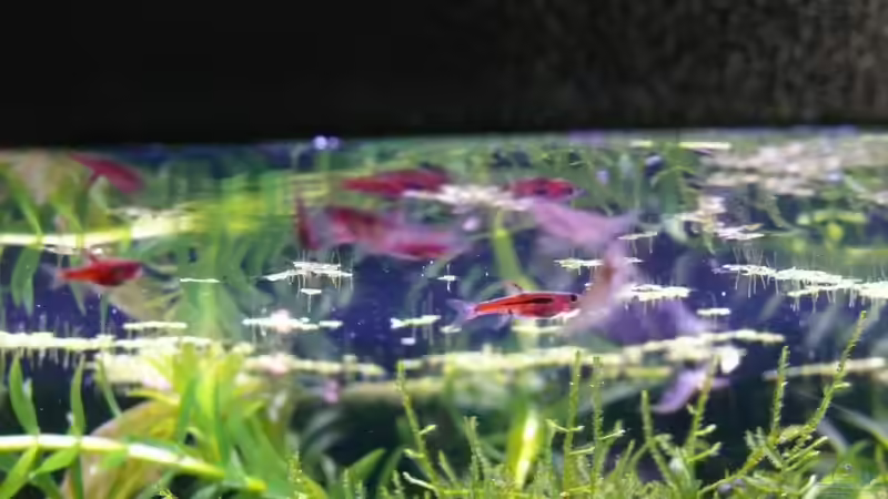 Moskitobärbling im Aquarium halten (Einrichtungsbeispiele für Boraras brigittae)