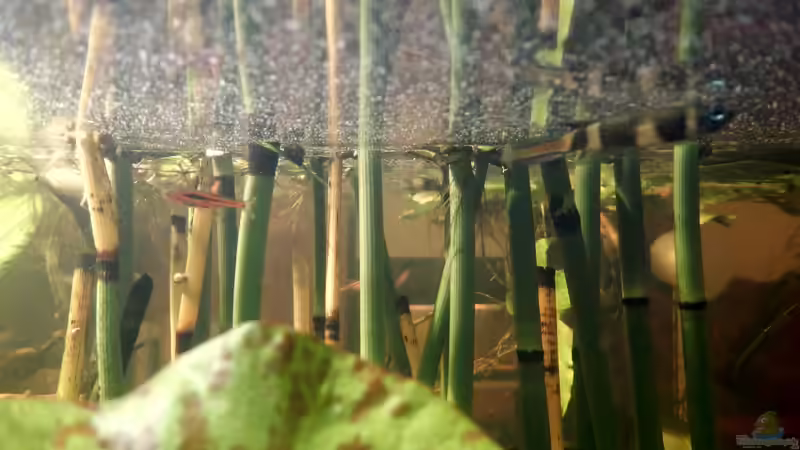 Moskitorasbora und Ringelhechtlinge (rechts). von miv (25)