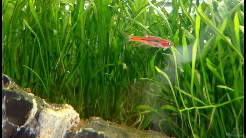 Moskitorasbora von mariajudyta (3)