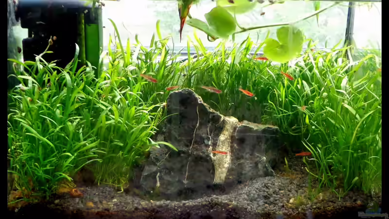 Moskitorasboras von mariajudyta (1)