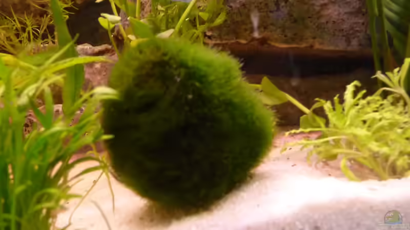 Mosskugel von Jan H. (19)