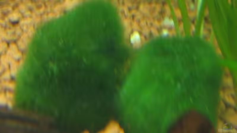 Mosskugeln von Frank Förster (4)