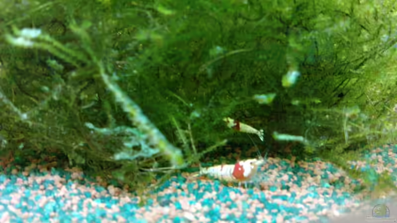 Mosura K12 von manala (27)