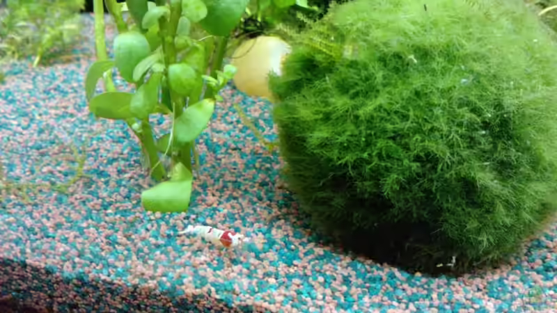 Mosura K12 von manala (33)