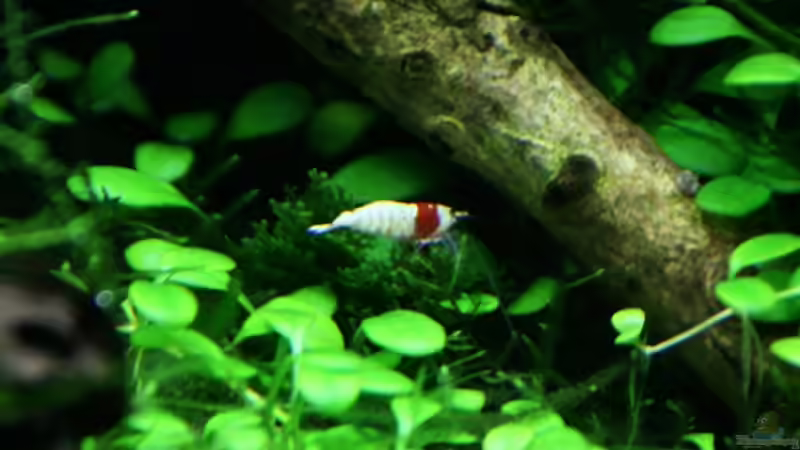 Mosura von Arami Gurami (26)