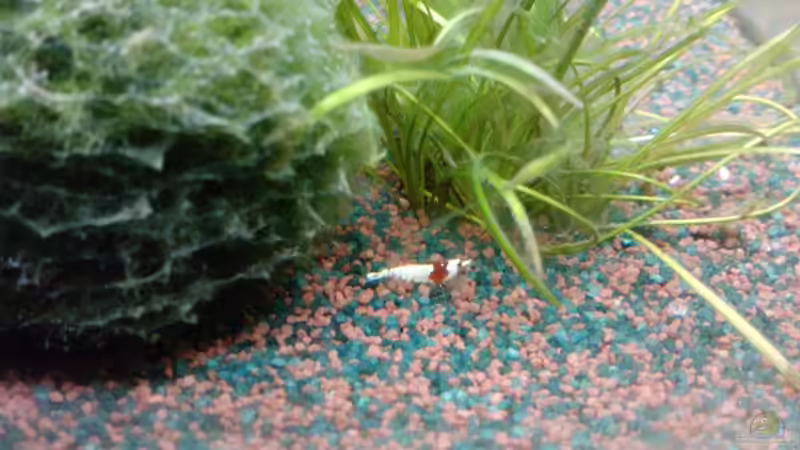 Mosura von manala (15)