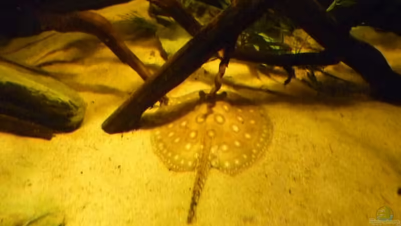 Aquarien mit Potamotrygon motoro (Pfauenaugen Stechrochen)