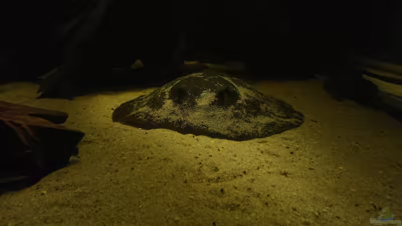 Motoro spec. Peru Weibchen von kellerkind (5)