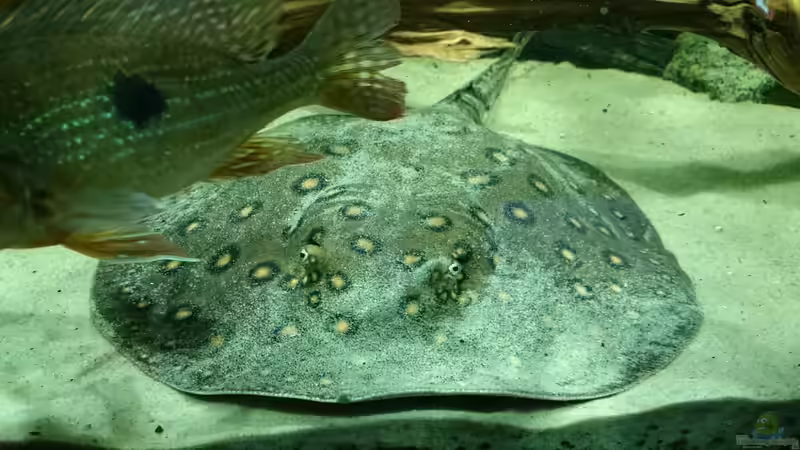 Motoro von kellerkind (52)