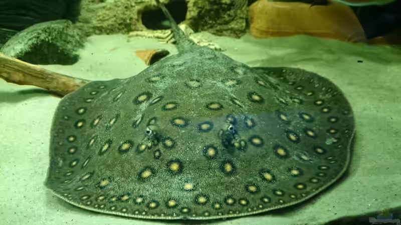 Motoro von kellerkind (54)