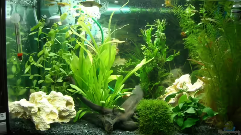 MP Aquapro 60 XL von KaSa (1)