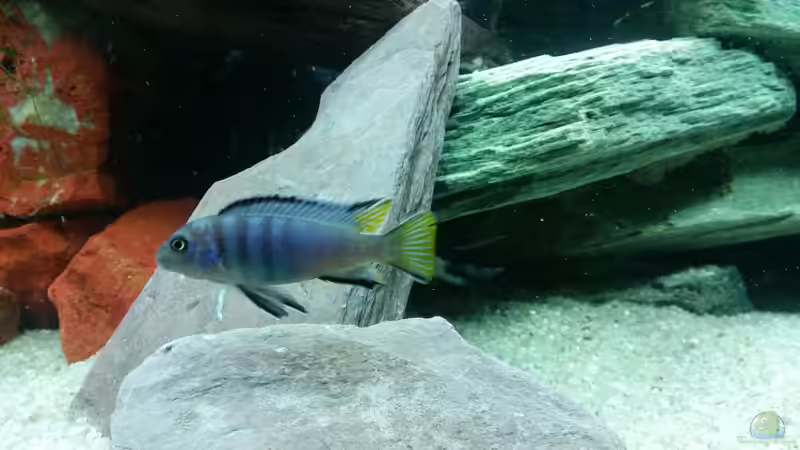 Mpanga-Bock, noch sehr jung von Mbuna (22)