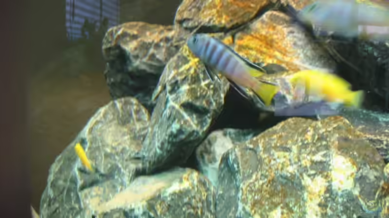 Mpanga Bock 13.12.2008 von THORS10 (22)