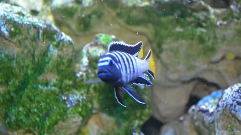 mpanga Bock king im ring von Lordi (10)