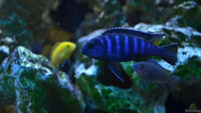 mpanga Bock Nr.2 mit Jungfisch von Lordi (11)