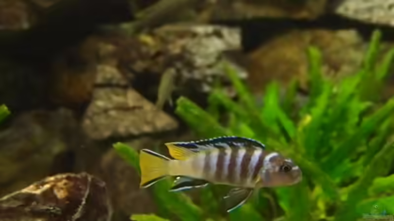 Mpanga Bock von joseppe (9)