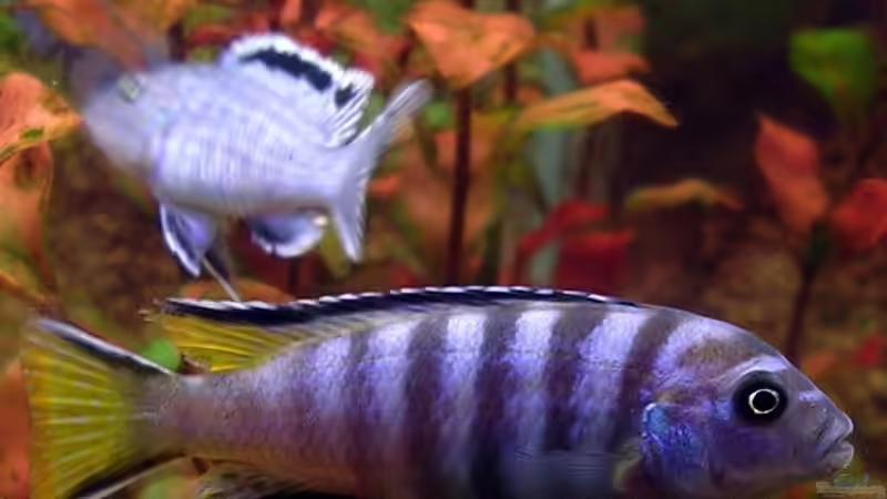 Mpanga MÃ¤nnchen, in Hintergrund Likoma´s Pearl von Zoltan Bene (13)