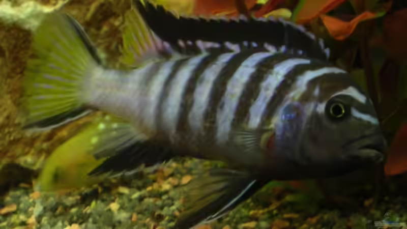 Mpanga Mäncchen von Zoltan Bene (16)