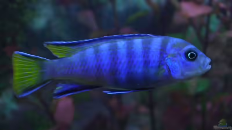 Mpanga (Pseudotropheus Elongatus) von Zoltan Bene (20)