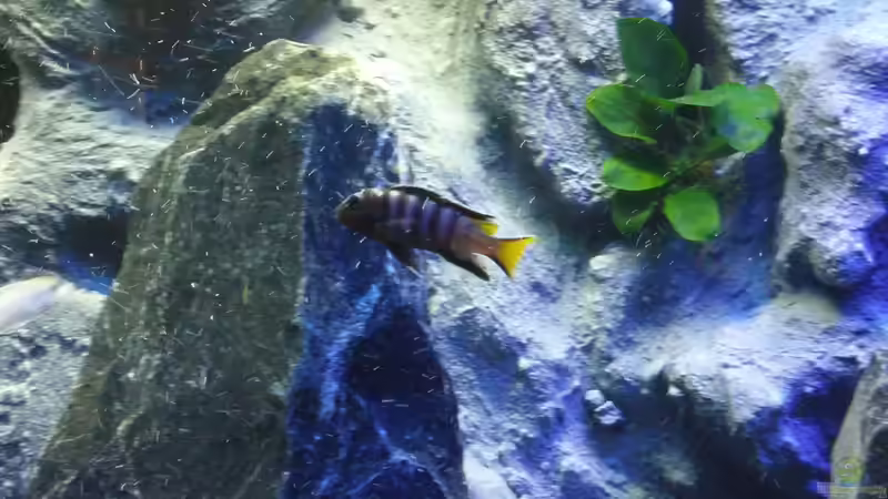 Mpanga Schmalbarsch von Chrille1904 (10)