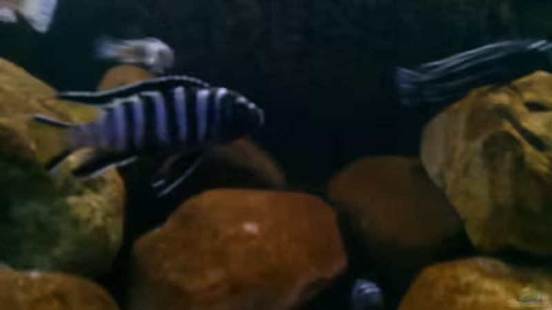 mpanga von Robert Verhülsdonk (28)