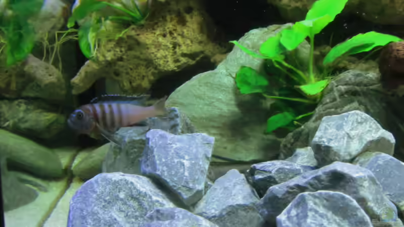 Mpanga Weib droht ihrem Spiegelbild von Mbuna (25)