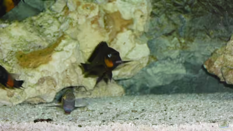 Mpimbwe-Bock in Balzfärbung von Hoffbold (18)