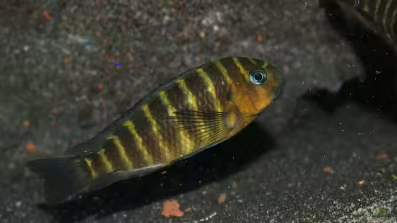 Mpimbwe von Tobias Laudenberg (10)