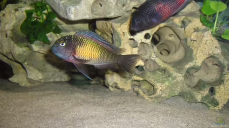 Mpulungu von Marcus Mertens (8)