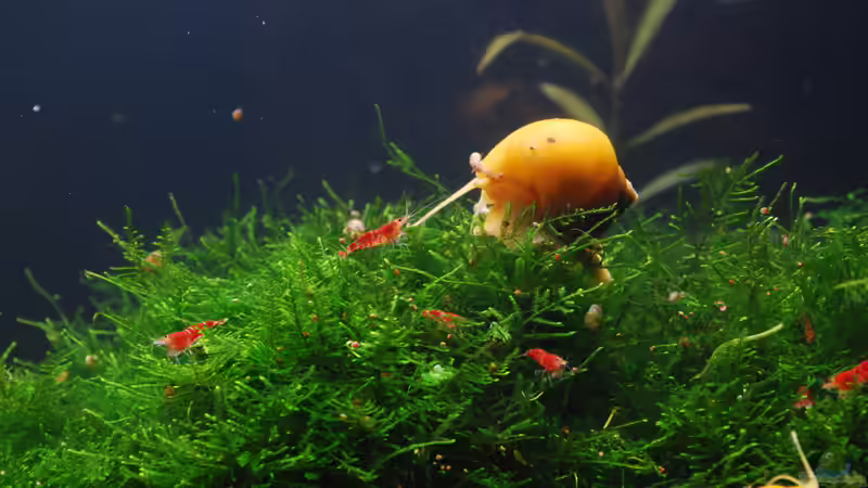 Mr. Apple im Kindergarten von Chili (41)