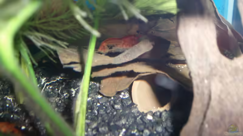 Mr. Krebs von Der Engländer (1)