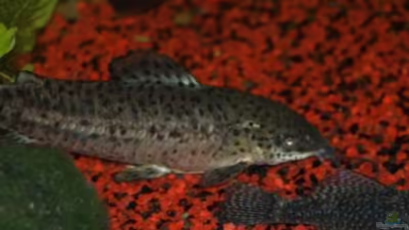 Mr. Panzer von Thomas Bachl (4)