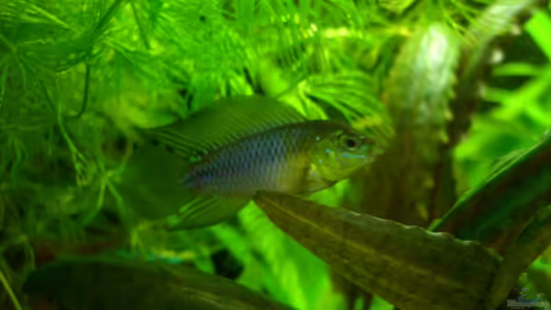 Mr. von DerAusDemNixKam (9)