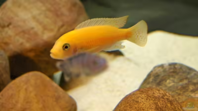 Mr Ps. zebra von Christopher Lührs (11)