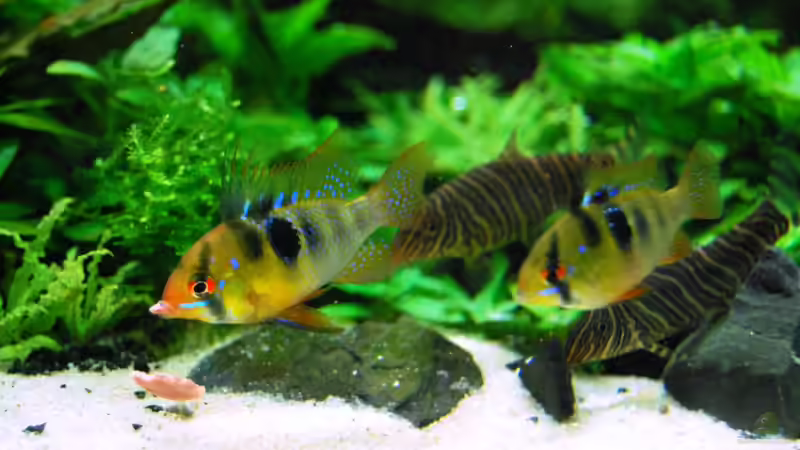 Mr Vielfraß beim Essen von Michael Seraph (31)