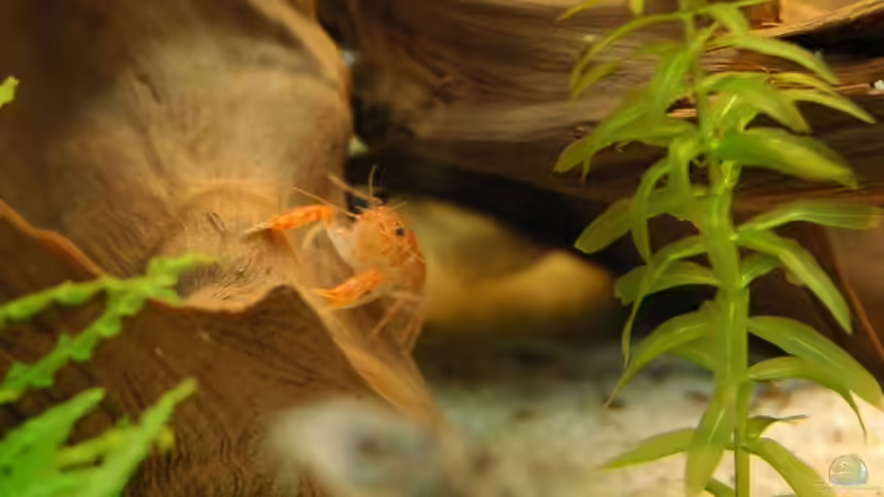 Mr.Zwicky, mittlerweile rausgeflogen, da er den armen Corys die Flossen abgezwickt von Johannes B. (10)