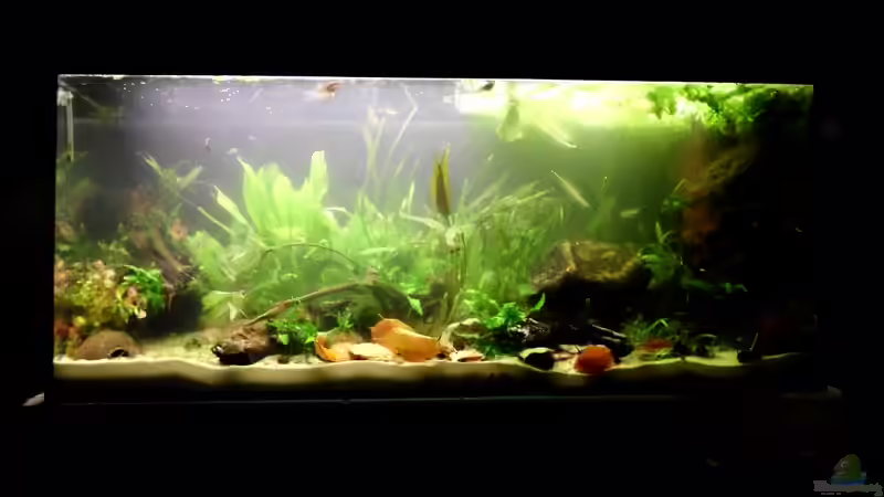 MrAquas 240er nach einrichtung von Nils Müller (2)