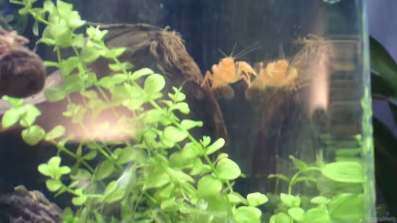 Mrs. Smith von Sailfish (9)