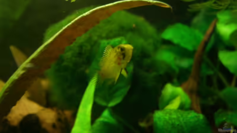 Mrs. von DerAusDemNixKam (10)