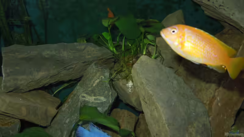 msobo bock beim umfärben von Volker Alms (45)