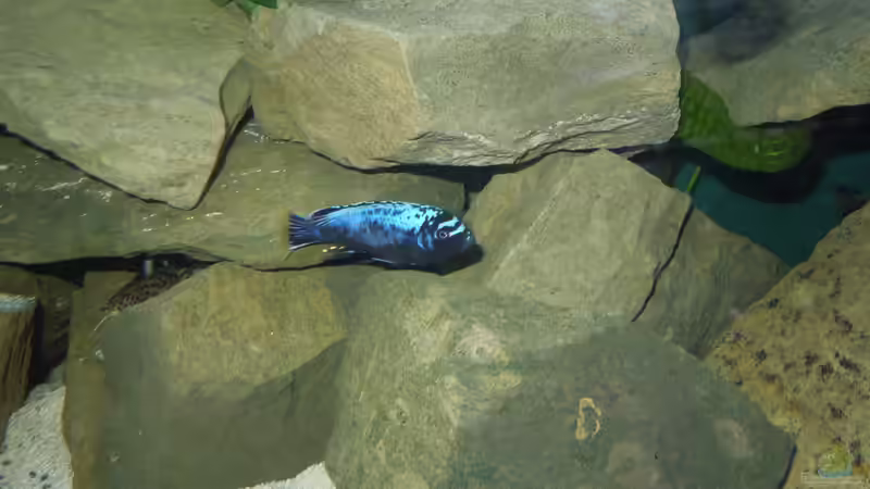 msobo Bock von Volker Alms (44)