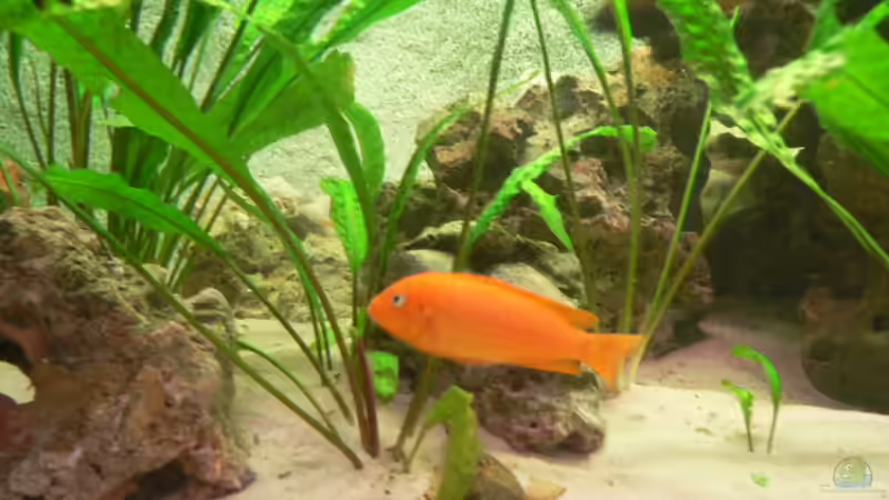 Msobo Magunga Weibchen von Mario Reining (4)