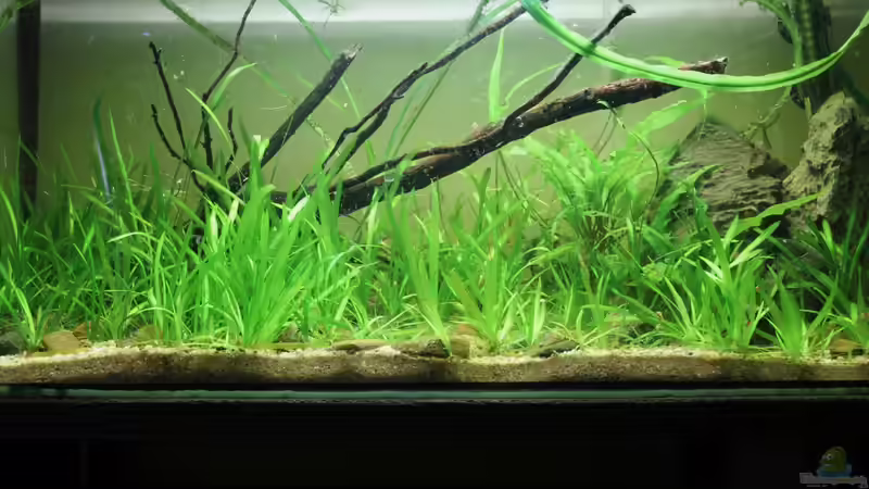 mu?? wieder gärtnern von Falk (1)