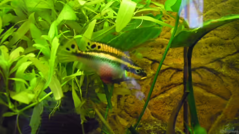 muddi teaniatus von simson (9)