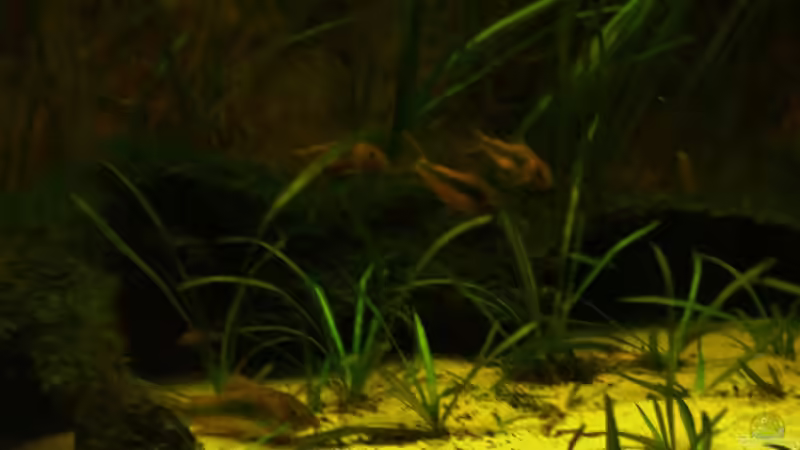 Müllabfuhr ;-)) von PH Neutral (34)