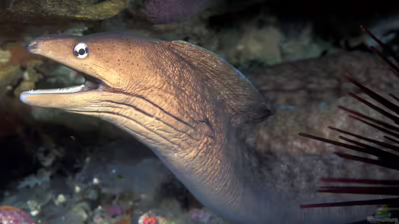 Müränen im Aquarium halten: Nichts für Anfänger!