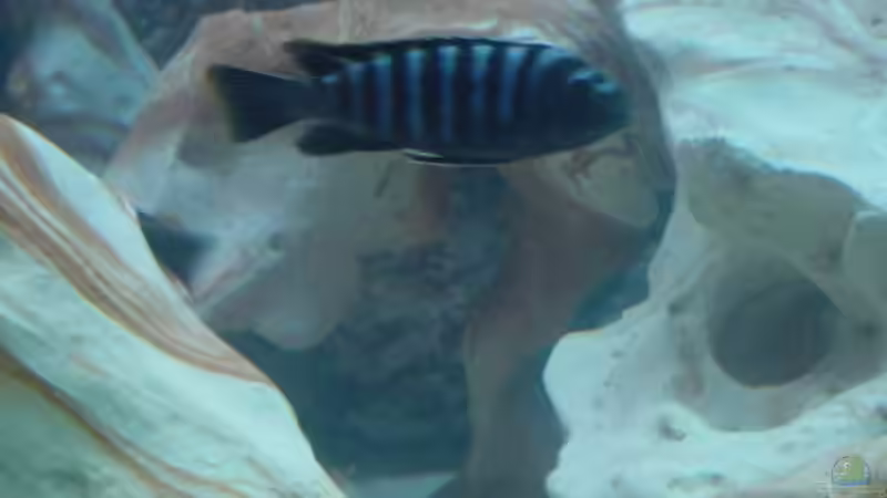 müsste ein Labidochromis sp mbamba sein bin mir nicht sicher ... 3 Böcke--4 Weibchen von Pierre Steinbach (11)